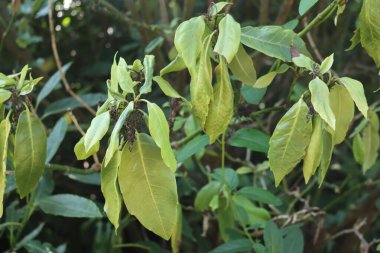 Aucuba japonica çalılığı yaygın olarak benekli defne olarak adlandırılır. Bir sürü kuru yaprak ve dallarla benekli defne.