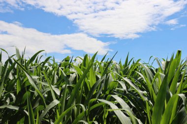  Yeşil mısır tarlası, yaz mevsiminde güneşli bir günde mavi gökyüzüne karşı. Zea mays veya mısır ekimi