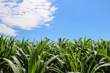  Yeşil mısır tarlası, yaz mevsiminde güneşli bir günde mavi gökyüzüne karşı. Zea mays veya mısır ekimi