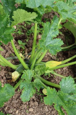 Yaz mevsiminde sebze bahçesinde kabak ya da kabak bitkisi (Cucurbita pepo)