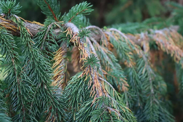 Detailní Záběr Zelené Borovicové Větve Suchými Hnědými Jehlicemi Borovice Nemocí — Stock fotografie