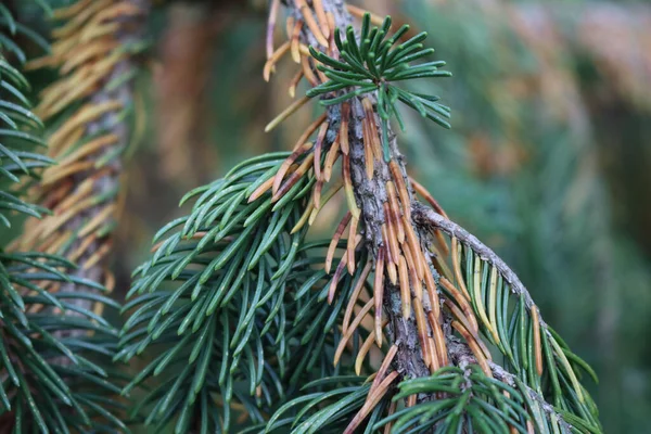 Close Green Pine Branches Dry Brown Needles Pine Tree Disease — Stock Photo, Image
