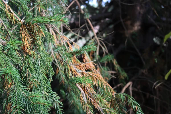 Close Van Groene Dennentakken Met Droge Bruine Naalden Dennenboom Met — Stockfoto