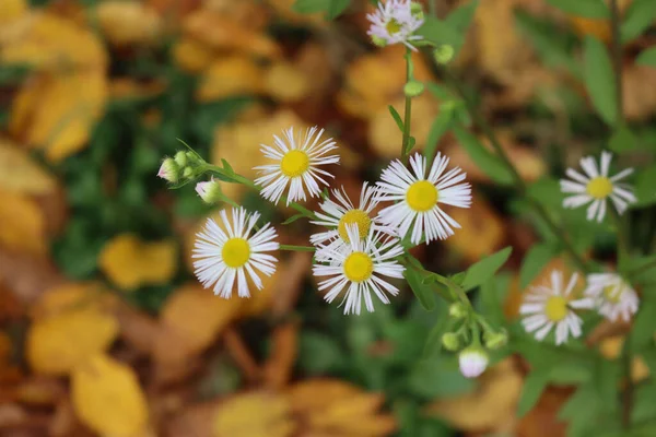 Erigeron annuus. Sonbaharın başlarında, yaban beyaz ve sarı papatyaların yakın çekimlerine 