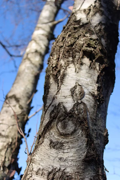 Zbliżenie Białego Pnia Brzozy Błękitnego Nieba Sezonie Zimowym Drzewo Betula — Zdjęcie stockowe