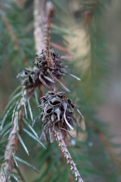 Kapalı Yeşil Çam Dalları Kavak Taşları Hastalıklı Çam Ağacı — Stok fotoğraf
