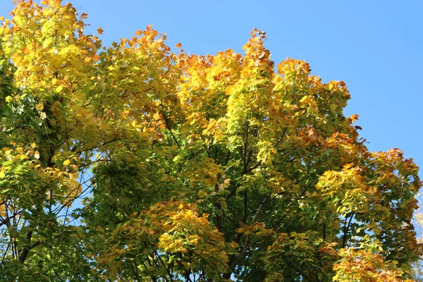Árvores Bordo Com Folhas Verdes Amarelas Ramos Contra Céu Azul — Fotografia de Stock