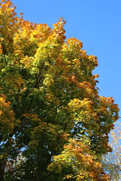 Maple Trees Green Yellow Leaves Branches Blue Sky Autumn Season — Stock Photo, Image