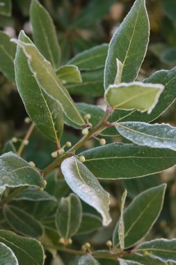  Buzla kaplı çiçek açan Laurel Bush. Laurus nobilis kışın çiçek açar