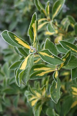 Euonymus japonica çalısının yaprakları buz tutmuş hali. Kışın Japon Milli Ağacı denilen Evergreen bitkisi