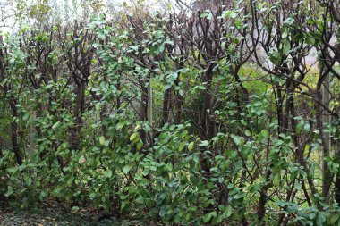 Bahçede eritilmiş kiraz ağacı çiti. Evergreen Prunus laurocerasus Çalılığı