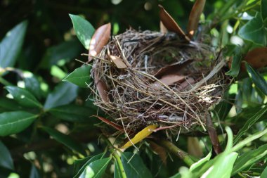 Bahçedeki Laurel çitinde terk edilmiş kuş yuvası.