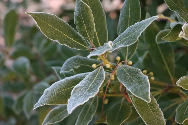 Buisson Laurier Avec Des Fleurs Couvertes Givre Laurus Nobilis Fleurs — Photo