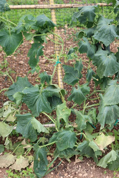 Concombre Avec Maladie Dans Potager Concombres Endommagés Par Sécheresse Cucumis — Photo