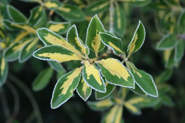 葉に霜の付いたユーオニマスのジャポニカブッシュのクローズアップ 冬に常緑植物 スピンドルの木 — ストック写真