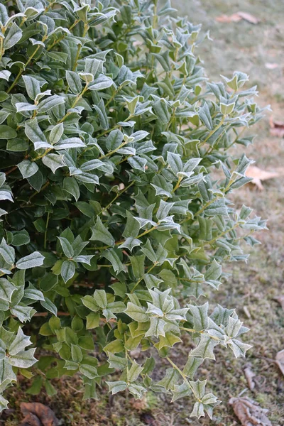 冬に庭の霜で覆われた常緑のホリーブッシュ アレックス コルヌータ ブッシュ — ストック写真