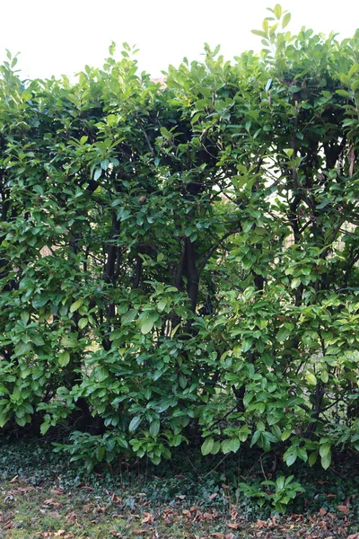 Beschnittene Kirschlorbeer Hecke Garten Immergrüner Prunus Laurocerasus — Stockfoto