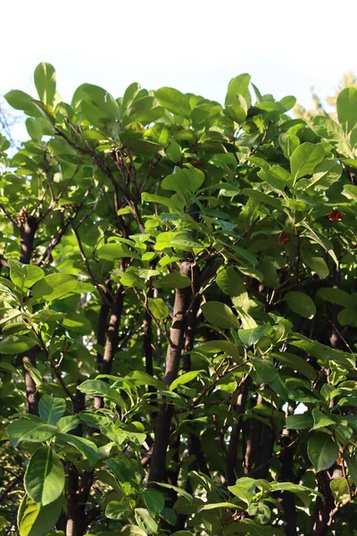 Sebe Loureiro Cereja Podada Jardim Arbusto Prunus Laurocerasus Sempre Verde — Fotografia de Stock