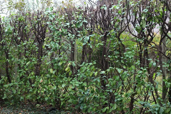 정원에는 월계수 울타리가 Evergreen Prunus Laurocerasus Bush — 스톡 사진