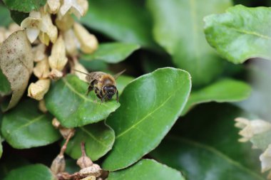 Eleagnus x Ebbingei 'de Apis mellifera çiçek açtı. Yaklaş Bal arısına Eleagnus çalılığına Bahçedeki beyaz çiçekler