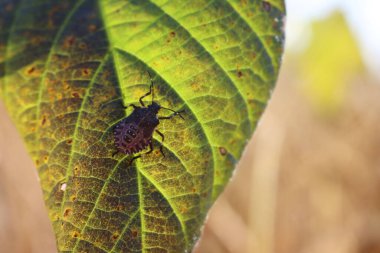 Sarı bir soya yaprağının üzerinde kahverengi marmarmorlu kalkan böcekleri. Halyomorpha, böcek istilasına uğradı.