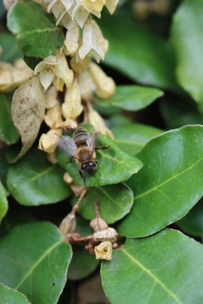 엘레아 아피스 Apis Mellifera 정원에 엘레아 꿀벌의 — 스톡 사진