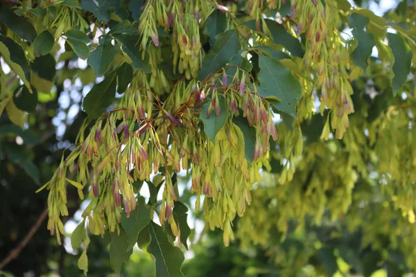 Laburnum Anagyroides Tree Freshly Green Seeds Branches Early Summer — Stock Photo, Image