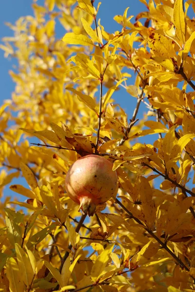 Fruta Romã Crescendo Galho Com Folhas Amarelas Punica Granatum Árvore — Fotografia de Stock