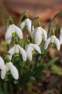 Güneşli bir günde, sıradan kar damlası çiçeklerine yakın çekim. İlkbaharda seçici odak noktasında Galanthus nivalis