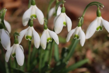 Güneşli bir günde, sıradan kar damlası çiçeklerine yakın çekim. İlkbaharda seçici odak noktasında Galanthus nivalis