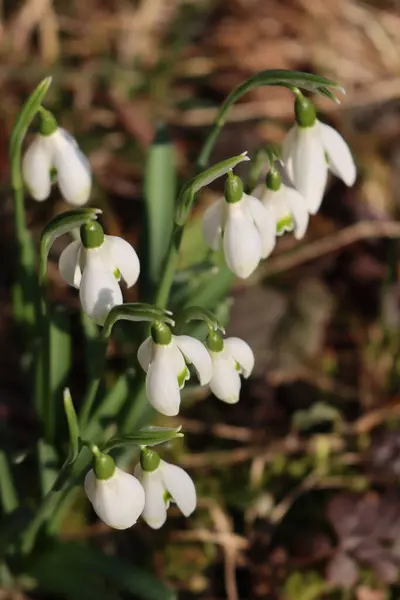 Close Common Snowdrop Flowers Sunny Day Galanthus Nivalis Springtime Selective — Stock Photo, Image