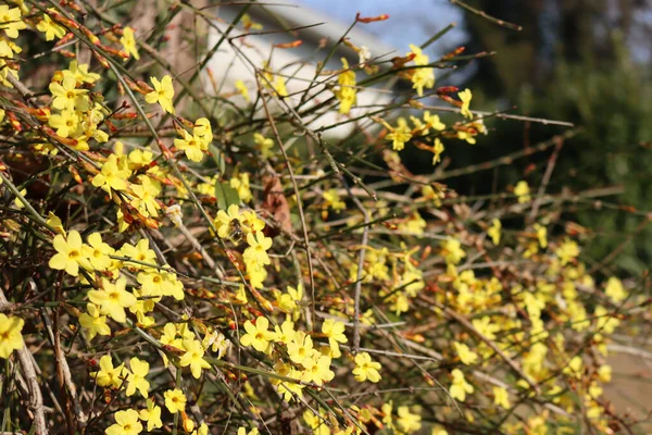 Jasminum Nudiflorum Květu Zimní Jasmínový Keř Žlutými Květy Slunečného Dne — Stock fotografie