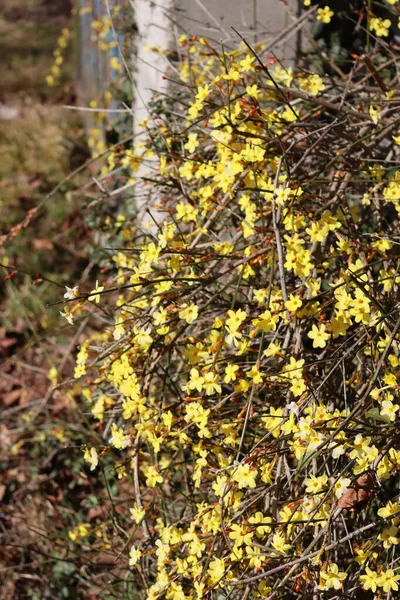 Jasminum Nudiflorum Virágzik Téli Jázmin Bokor Sárga Virágokkal Egy Napsütéses — Stock Fotó