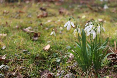 Bahar zamanı geçmişi. Güneşli bir günde kardamlası çiçeklerine yakın çekim. Kopyalama alanı ile seçici odak üzerinde Galanthus nivalis