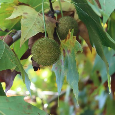 Bahçedeki dallarda yaprakları ve meyveleri olan bir çınar ağacı. Platanus bataryaları sonbaharda 