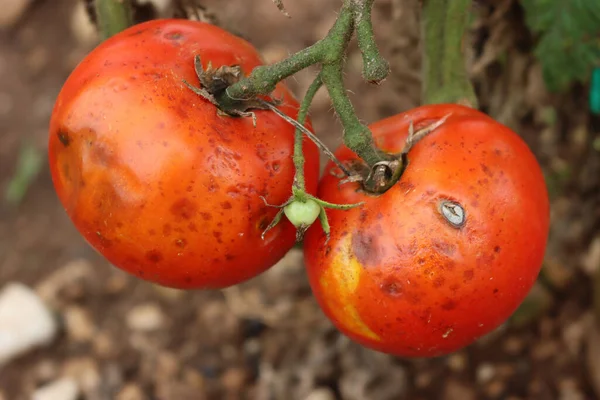 Verfaulte Rote Tomaten Auf Pflanze Gemüsegarten Tomatenpflanzen Mit Krankheiten — Stockfoto