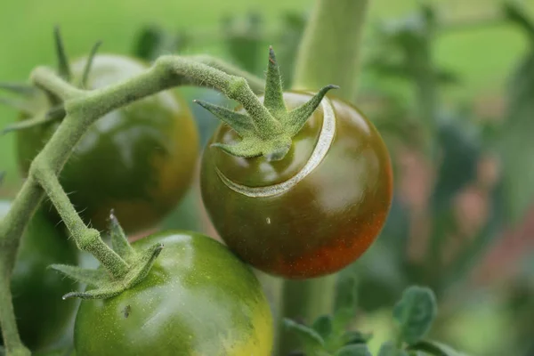 Zgniłe Niedojrzałe Pomidory Wiśniowe Roślinach Uszkodzonych Przez Złą Pogodę Ogrodzie — Zdjęcie stockowe