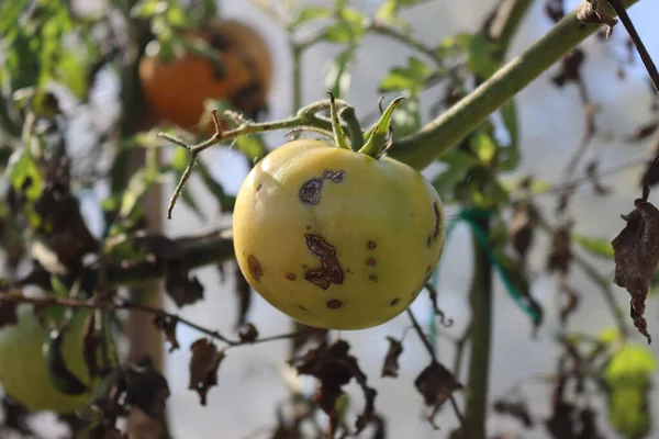 Sebze bahçesinde çürümemiş domatesler. Hastalıklı domates bitkileri