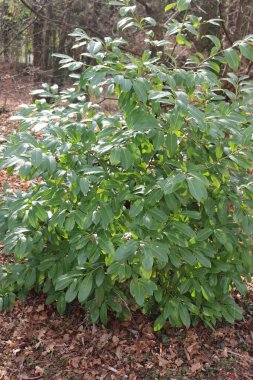 Bahçedeki kiraz ağacı. Prunus laurocerasus ağacı