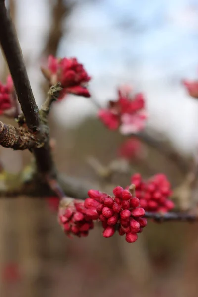 Kış Sonunda Şafak Viburnum Pembe Çiçekleri Bodnantense Bahçede — Stok fotoğraf