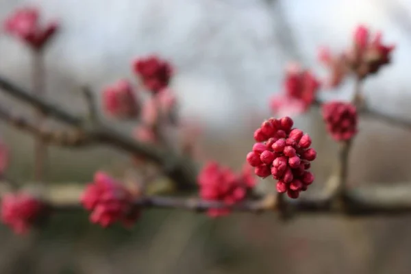 Kış Sonunda Şafak Viburnum Pembe Çiçekleri Bodnantense Bahçede — Stok fotoğraf