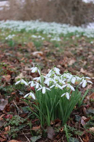 Снежные Цветы Galanthus Nivalis Весеннее Время — стоковое фото