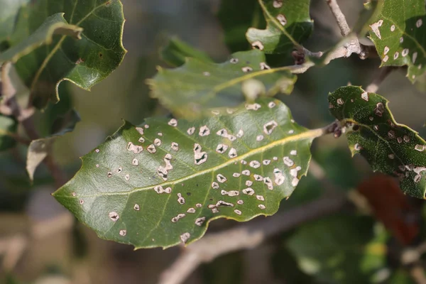 Eleagnus Ebbingei Leaves Dry Spots Eleagnus Bush Also Called Japanese — Stock Photo, Image