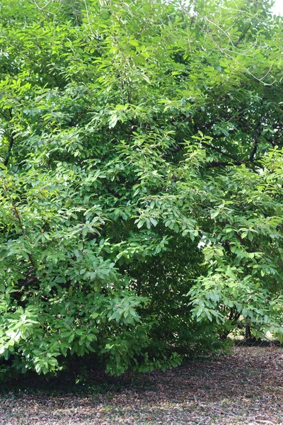 Grand Cerisier Laurier Dans Jardin Prunus Laurocerasus — Photo