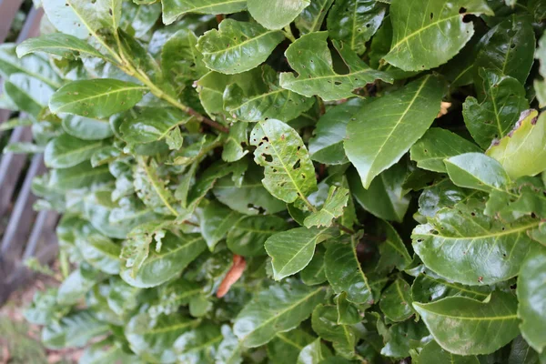 Hojas Verdes Dañadas Del Arbusto Laurel Cerezo Árbol Prunus Laurocerasus —  Fotos de Stock