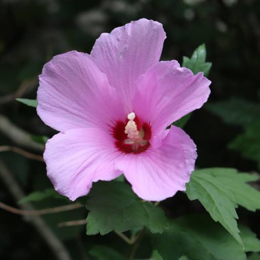 Hibiscus Syriacus 'ün pembe çiçekleri mi yoksa bahçede Sharon' ın gülü mü? Yazın açan Sharon çalısı gülü
