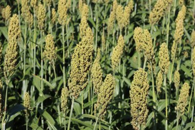 Güneşli bir günde yeşil olgunlaşmamış Sorghum tarlası. Tarlada yetişen Sorghum bitkileri