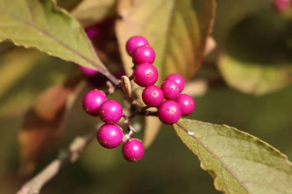 Beautyberry Şubesindeki Olgun Mor Böğürtlenlerin Yakın Çekimi Callicarpa Bodinieri Çalıları — Stok fotoğraf