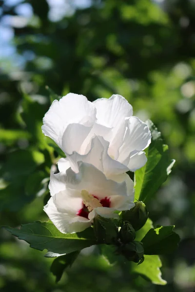 White Purple Flowers Hibiscus Syriacus Rose Sharon Garden Rose Sharon — Stock Photo, Image