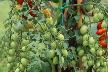 Sebze bahçesindeki dalda uzun kırmızı ve yeşil kiraz domatesleri. Solanum lycopersicum 